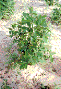 Erdn&uuml;sse werden in Senegal angebaut, seit die Franzosen sie importierten.